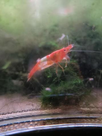 Low grade orange rili neocaridina garnalen  beschikbaar voor biedingen