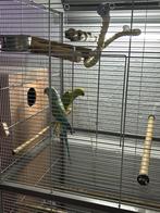 Koppel halsbandparkieten, Dieren en Toebehoren, Vogels | Parkieten en Papegaaien, Geringd