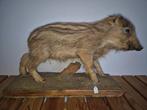 Opgezet jong van een everzwijn , taxidermie., Verzamelen, Dierenverzamelingen, Ophalen of Verzenden