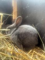 Blauw van ham, Dieren en Toebehoren, Meerdere dieren, Groot, 0 tot 2 jaar