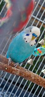 Grasparkieten 3 man 1 vrouw met kooi en speelgoed., Dieren en Toebehoren, Meerdere dieren, Parkiet