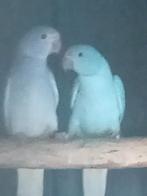 Halsband parkieten, Perruche, Bagué