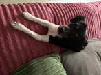 Jack Russel, Dieren en Toebehoren, Honden | Jack Russells en Terriërs, België, Particulier, Reu, Eén hond
