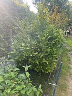 Stermagnolia wit  magnolia, Jardin & Terrasse, Plantes | Jardin, Autres espèces, Enlèvement ou Envoi, Plante fixe