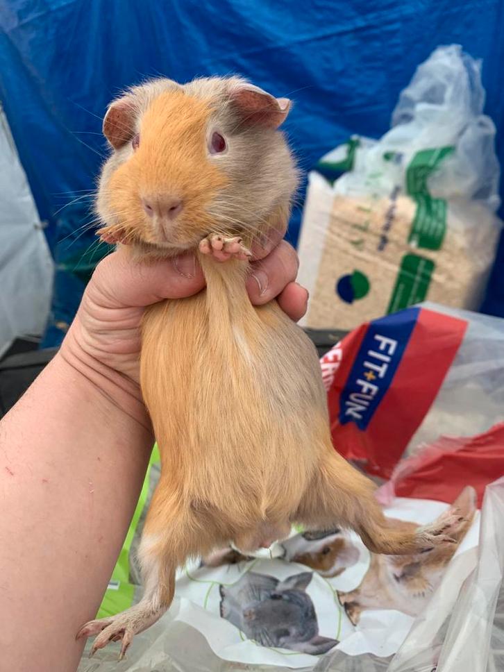 Lilac buff bont beertje 6 weken, Dieren en Toebehoren, Knaagdieren, Mannelijk, Cavia, September, Tam