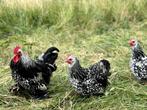 Cochin kriel kippen Zilverzwart gezoomd, gesekst en ingeënt, Dieren en Toebehoren, Pluimvee, Vrouwelijk, Kip