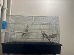 Hallo, een heel goed kweekkoppel, Dieren en Toebehoren, Vogels | Hokken en Kooien, Ophalen, Zo goed als nieuw
