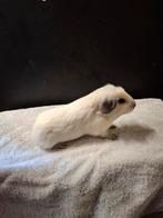 2 california broers, Dieren en Toebehoren, Knaagdieren, Cavia, Mannelijk, Tam, Oktober