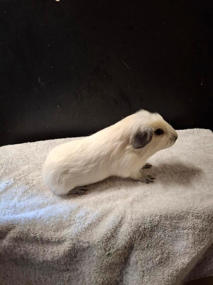 2 california broers, Dieren en Toebehoren, Knaagdieren, Mannelijk, Cavia, Oktober, Tam