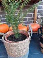 Rozemarijn plant, Tuin en Terras, Ophalen