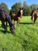 Super lieve betrouwbare draagmerries 5 en 6 jaar, Dieren en Toebehoren, Merrie, Onbeleerd, 165 tot 170 cm, 3 tot 6 jaar