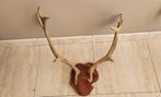 Hertengewei taxidermie, Ophalen, Zo goed als nieuw