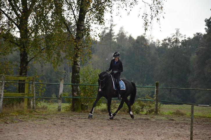 11 jarige zwarte ruin, Dieren en Toebehoren, Paarden, Ruin