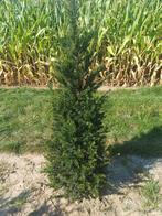 If, Jardin & Terrasse, Plantes | Arbustes & Haies, Enlèvement, Taxus