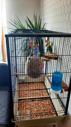 2 dwergpapegaaien met een grote volledig ingerichte kooi