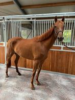 Draagmerrie te koop, Dieren en Toebehoren, Paarden, Merrie, Gechipt, 3 tot 6 jaar, 160 tot 165 cm
