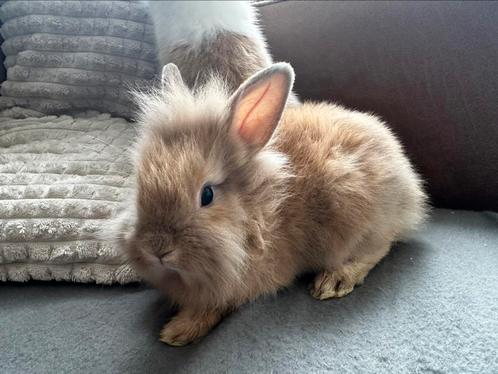 Dwergkonijntjes leeuwenkopjes, Dieren en Toebehoren, Konijnen
