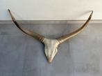 Longhorn hoorns op schedel, Verzamelen, Dierenverzamelingen, Ophalen, Gebruikt, Boerderijdier, Gewei of Kop