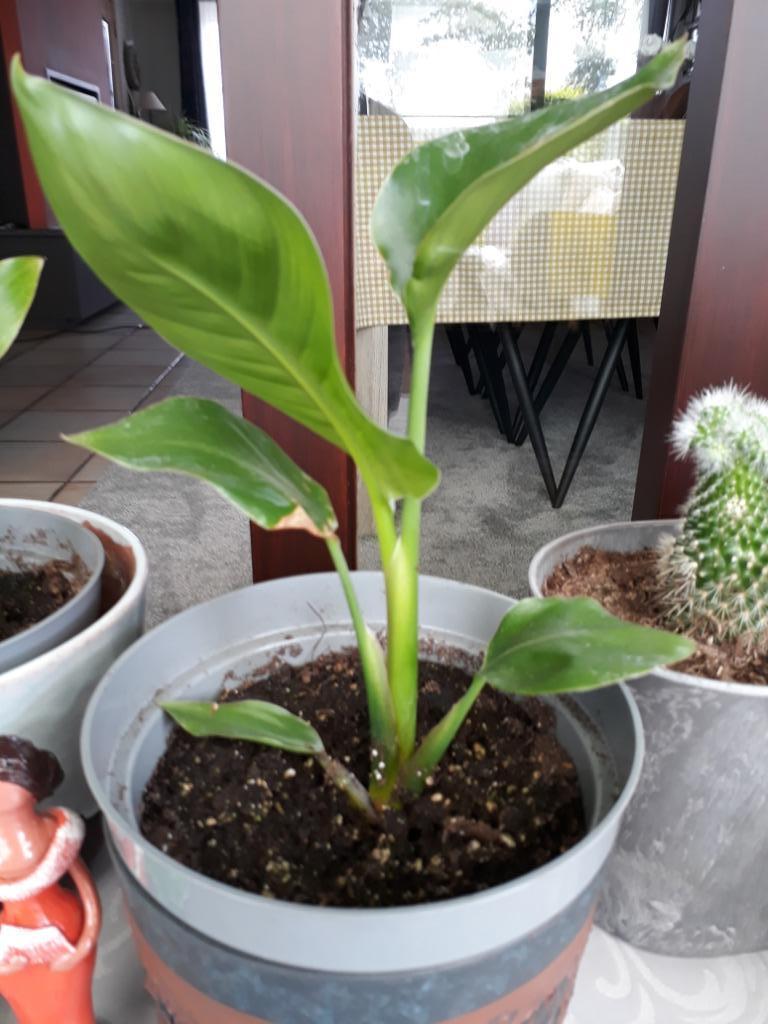 Strelitiza, Autres espèces, Plein soleil, Plante à fleurs, Moins de 100 cm