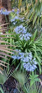 agapanthus, Tuin en Terras, Planten | Tuinplanten, Ophalen of Verzenden