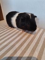 Cavia, Dieren en Toebehoren, Cavia, Mannelijk, November, Tam
