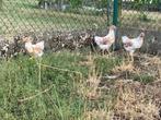 wyandotte Kriel, Dieren en Toebehoren, April, Meerdere dieren