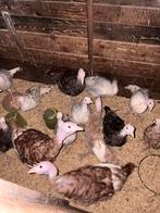 Ronquière kalkoenen, Dieren en Toebehoren, Pluimvee, Meerdere dieren, Kalkoen
