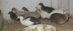 chinese dwergkwartels, Meerdere dieren, Overige soorten