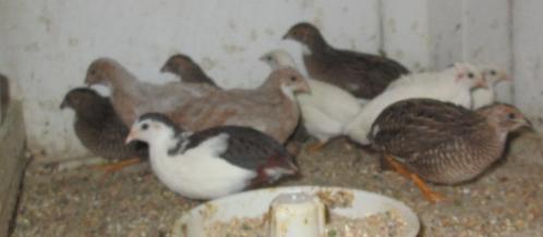chinese dwergkwartels, Dieren en Toebehoren, Pluimvee, Overige soorten, Meerdere dieren
