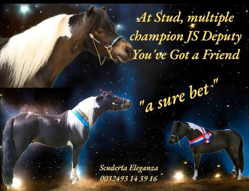 7 top hengsten PRE, Barock pinto, Arabier AMHA NMPRS ASPC, Dieren en Toebehoren, Paarden en Pony's | Dekhengsten en Fokmerries