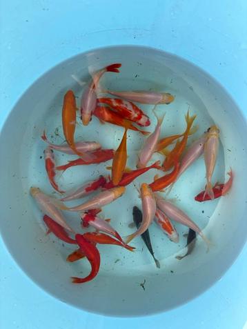 Goudvissen, Poisson(s) rouge(s)