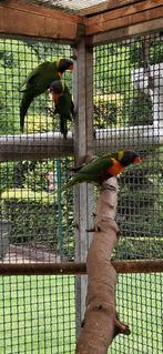 Lori van de blauwe bergen, Dieren en Toebehoren, Vogels | Parkieten en Papegaaien