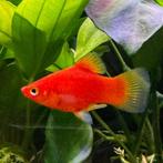 vissen, Dieren en Toebehoren, Vissen | Aquariumvissen, Vis, Zoetwatervis