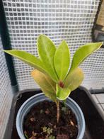 Skimmia, Tuin en Terras, Ophalen, Vaste plant, Overige soorten, Halfschaduw