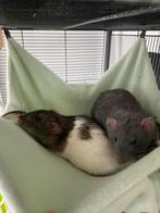 3 mannelijke standaard  dumbo ratten, Octobre, Mâle