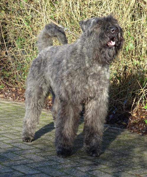 Bouvierpups, Dieren en Toebehoren, Honden | Herdershonden en Veedrijvers, Meerdere dieren, Bouvier, Fokker | Hobbymatig, Meerdere