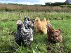 Jonge tamme Orpington kippen gesekst en ingeënt, Dieren en Toebehoren, Pluimvee, Vrouwelijk, Kip