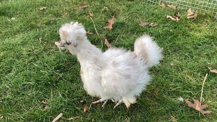 USA zijdehoenders, Dieren en Toebehoren, Pluimvee, Kip, Geslacht onbekend