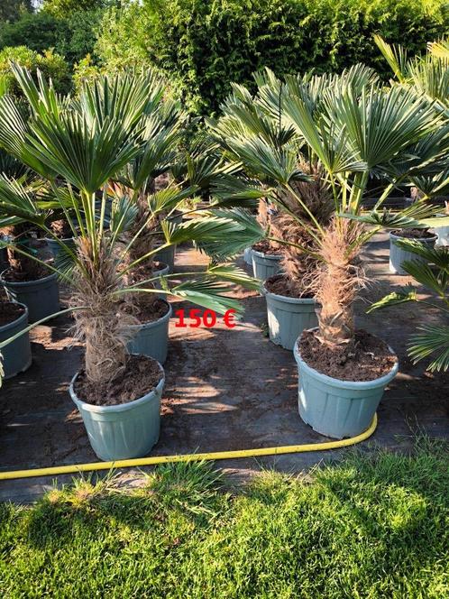 WInterharde palmbomen Trachycarpus wagnerianus, Tuin en Terras, Planten | Bomen, Palmboom, 100 tot 250 cm, Volle zon, Lente, In pot