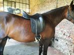 Ikonic dressuurzadel, Dieren en Toebehoren, Paarden en Pony's | Zadels, Ophalen, Nieuw, Dressuur