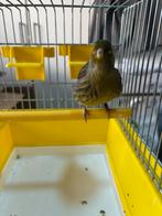 Fire Fancy pop 2025(2), Dieren en Toebehoren, Vogels | Kanaries, Vrouwelijk, Postuurkanarie