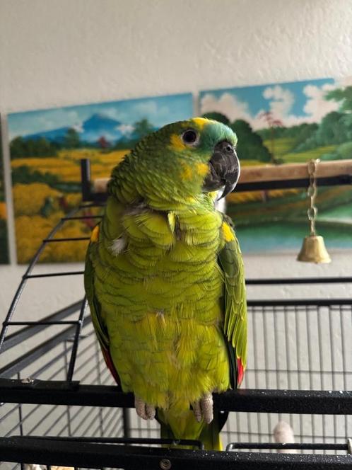 Amazone papegaai (4 a 5 jaar), Dieren en Toebehoren, Vogels | Parkieten en Papegaaien, Papegaai, Geslacht onbekend, Pratend, Geringd