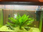 Aquarium 100 liter, Ophalen