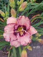 Hemerocallis nr 23, Ophalen of Verzenden