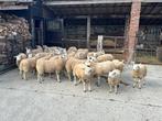 schapen, Dieren en Toebehoren, Schapen, Geiten en Varkens, Meerdere dieren, Schaap, 0 tot 2 jaar