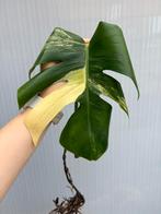 Monstera aurea, Huis en Inrichting, Kamerplanten, Ophalen of Verzenden
