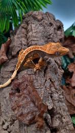 Wimpergekko man full pinstripe, Dieren en Toebehoren