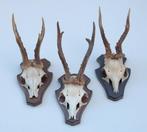 3 x REE GEWEI op houten schild (ref. X), Ophalen of Verzenden, Gebruikt, Hert, Gewei of Kop