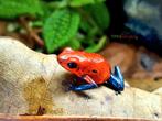 Couples en jean bleu Oophaga pumilio, Animaux & Accessoires, Reptiles & Amphibiens, Amphibien, 0 à 2 ans