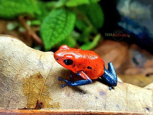 Couples en jean bleu Oophaga pumilio, Animaux & Accessoires, Reptiles & Amphibiens, Amphibien, 0 à 2 ans